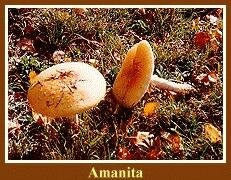 amantiamuscaria1 Different Ways to Use or Consume Fly Agaric