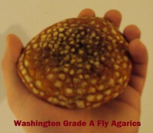 flyagaricswashingtonstate 300x261 The Different Types of Fly Agaric Mushrooms That are Sold