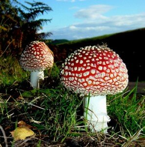 275482031 bbe785c838 297x300 Cautions Against Trying to Pick Your Own Fly Agaric Mushrooms